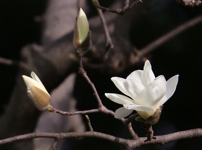 鼻には花を 鼻炎 鼻づまり 花粉症には モクレン コブシの花が効く 漢方ライフ 漢方を始めると 暮らしが変わる