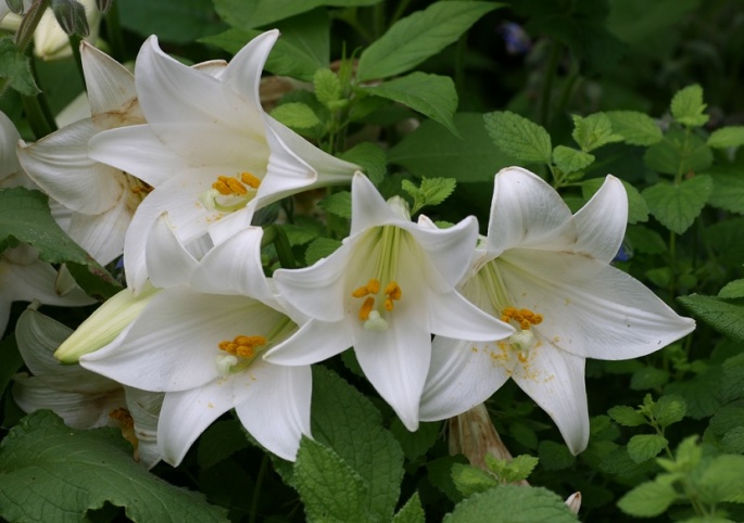 生薬の花めぐり 百合 漢方ライフ 漢方ライフ 漢方を始めると 暮らしが変わる