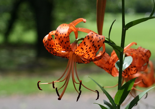 生薬の花めぐり 百合 漢方ライフ 漢方ライフ 漢方を始めると 暮らしが変わる