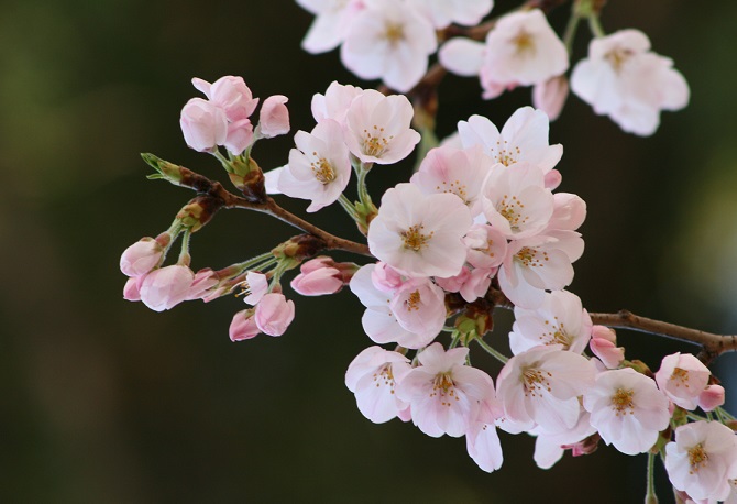 日本の春を代表する花 桜 花や葉を味わい のどの良薬に樹皮を 漢方ライフ 漢方を始めると 暮らしが変わる
