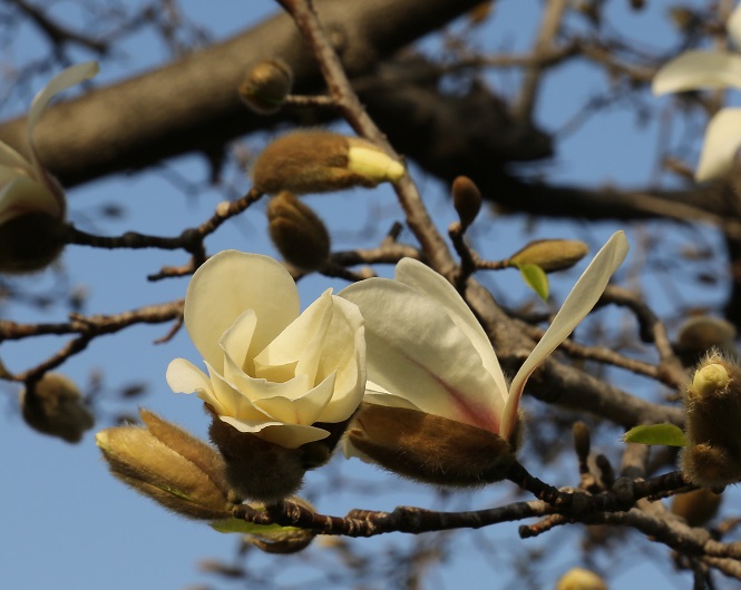 鼻には花を 鼻炎 鼻づまり 花粉症には モクレン コブシの花が効く 漢方ライフ 漢方を始めると 暮らしが変わる