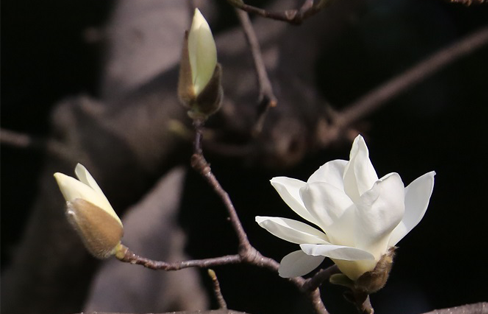 鼻には花を 鼻炎 鼻づまり 花粉症には モクレン コブシの花が効く 漢方ライフ 漢方を始めると 暮らしが変わる